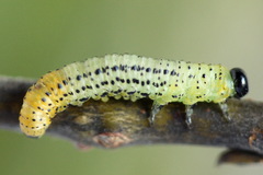 Euura miliaris