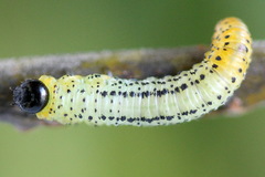 Euura miliaris