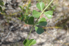 Psoralea decumbens