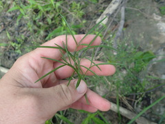 Limnosciadium pinnatum