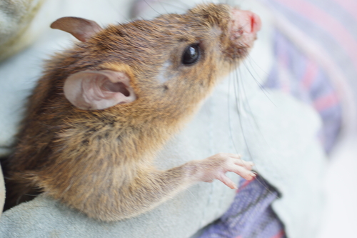 Rattus nitidus, 2021-10-18
