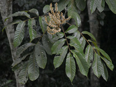 Synima macrophylla