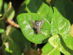 Microphthalma europaea