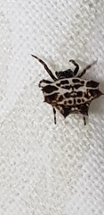 Gasteracantha cancriformis