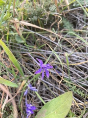 Delphinium consolida
