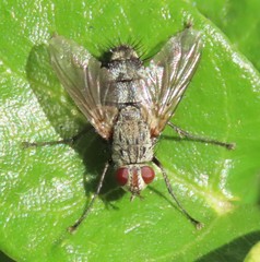 Microphthalma europaea