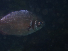 Boopsoidea inornata