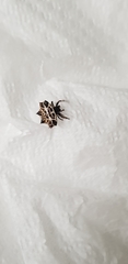 Gasteracantha cancriformis
