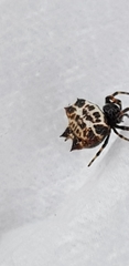 Gasteracantha cancriformis