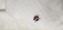Gasteracantha cancriformis