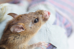 Rattus nitidus