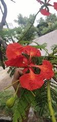 Delonix regia