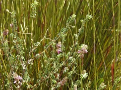 Indigofera alopecuroides