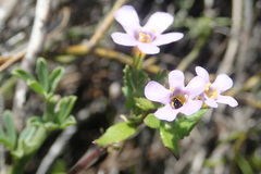 Chaenostoma cordatum