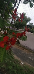 Delonix regia