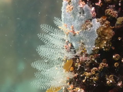 Gattya humilis