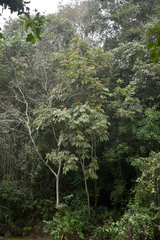 Synima macrophylla