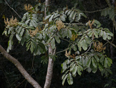 Synima macrophylla