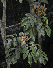 Synima macrophylla
