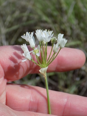 Allium fraseri
