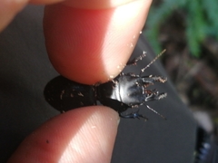 Pachyodontus languidus