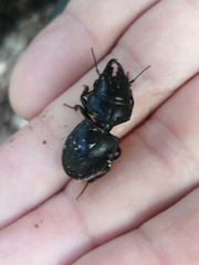 Pachyodontus languidus