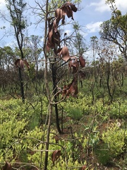 Caryocar brasiliense
