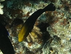 Chlorurus gibbus