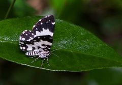 Pseudobaptria bellaria