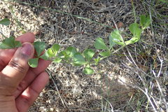 Psoralea decumbens