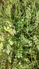 Tephrosia lindheimeri
