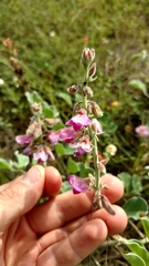 Tephrosia lindheimeri