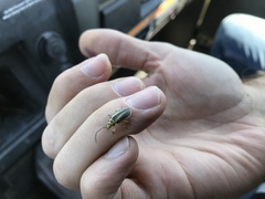 Trirhabda bacharidis