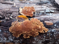 Steccherinum ochraceum