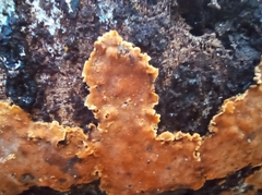 Steccherinum ochraceum