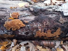 Steccherinum ochraceum