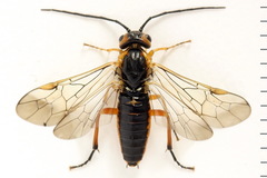 Euura nigricornis