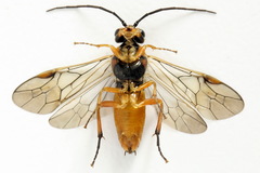 Euura nigricornis
