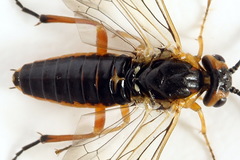 Euura nigricornis