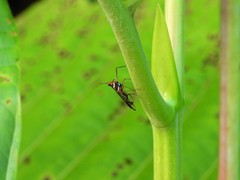 Miasa wallacei