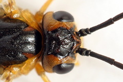 Euura nigricornis