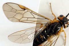 Euura nigricornis