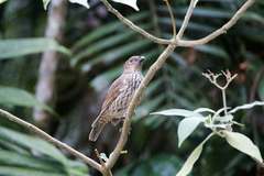 Scenopoeetes dentirostris