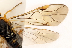 Euura nigricornis