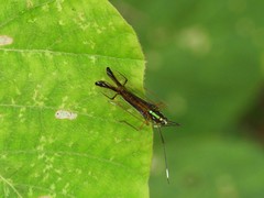 Miasa wallacei