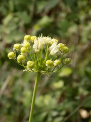 Allium fraseri