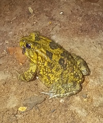 Sclerophrys poweri