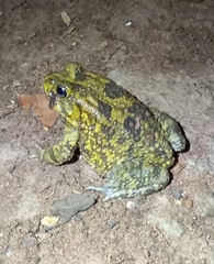 Sclerophrys poweri