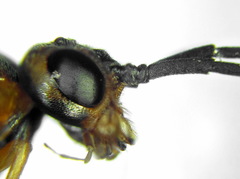 Euura nigricornis