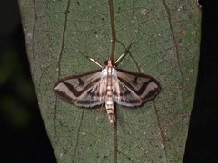 Perisyntrocha